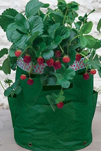 Leichter Erdbeerpflanzer